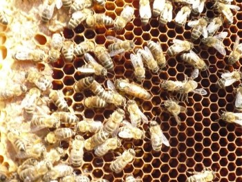 matca marcata.JPG
