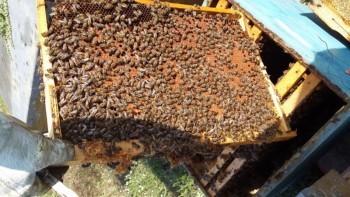 20140908_153546_800x450.jpg