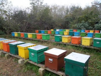 SAM_1605_opt.jpg