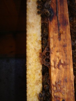 DSC07661.JPG
