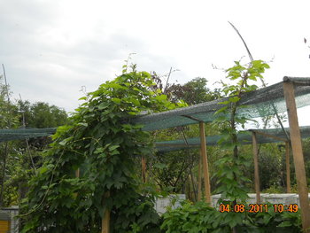 DSCN1375.JPG