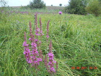 DSCN1382.JPG
