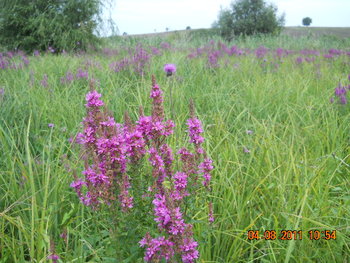 DSCN1383.JPG