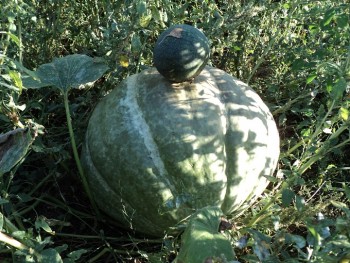DSC01432.JPG