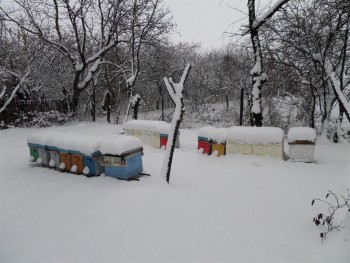 iarna_la_paulesti.JPG