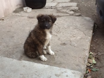 image.jpg