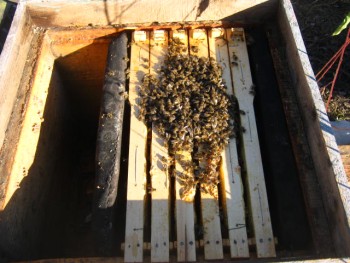 IMG_0264.JPG
