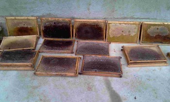 IMAG0935.JPG
