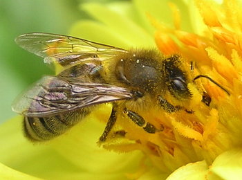 HoneyBee3.jpg