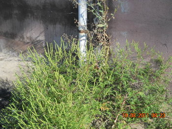 DSCN1450.JPG