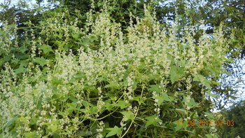 rsz_1dscn1501.jpg