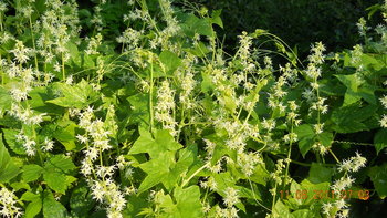 rsz_1dscn1502.jpg