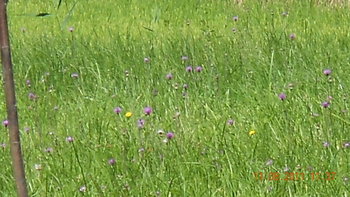 rsz_dscn1530.jpg