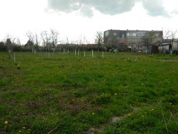 Covorpapadii.JPG