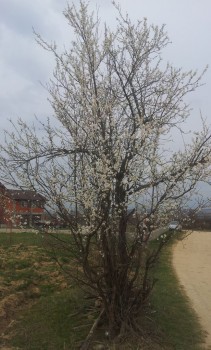 rsz_20150327_164519.jpg