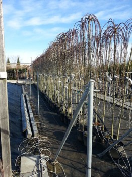 salix.jpg
