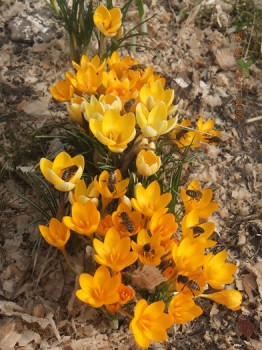 crocus.jpg