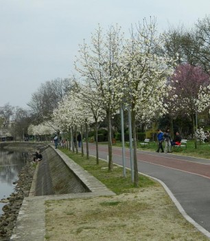 MagnoliiBega.JPG