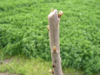 SANY0008.JPG