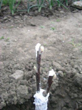 SANY0028.JPG