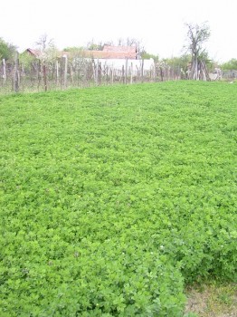 SANY0021.JPG