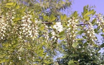 IMG_20150506_093609.jpg