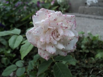 DSC01273.JPG