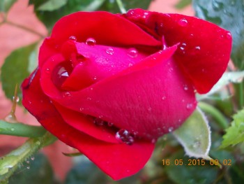 rsz_picture_005.jpg