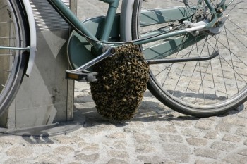 -_Bee_swarm_on_a_bicycle_(1-5)_-_1024x682.jpg