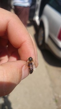 DSC_0309.JPG