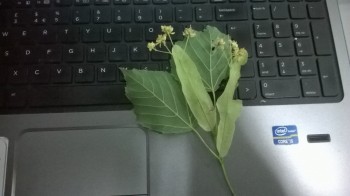 WP_20150606_001-min.jpg