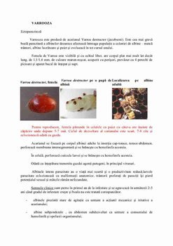 bolile_albinelor_16_pag-011.jpg