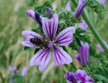 floare.jpg