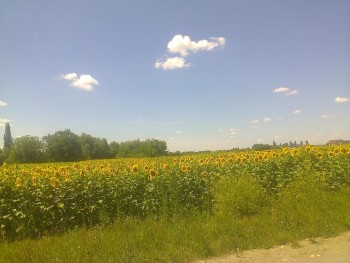 Floare2015.JPG