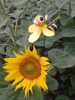 rsz_img_0993.jpg