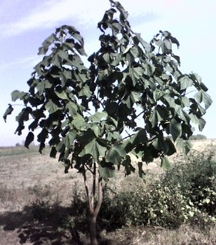 Paulownia.jpeg