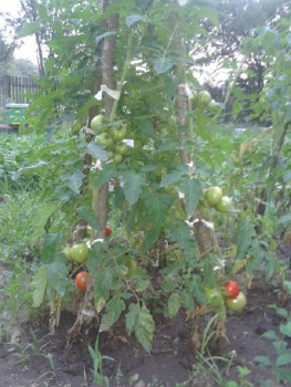 rosii-naturale-rosii-bio.jpg