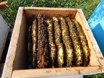 DSCN5337.JPG