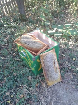 rama-trei-sferturi.jpg