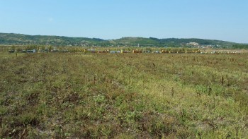 2015-08-26 12.45.29.jpg