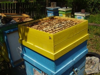 stupi 10 143.JPG