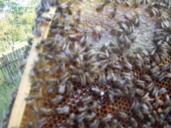 poze 000 024.JPG