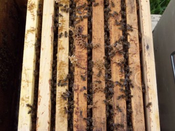 tdscn0929 (1).jpg