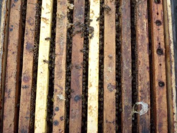 tdscn0954.jpg