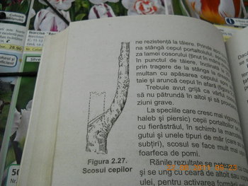 rsz_dscn1678.jpg