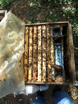 sirop_oct (Medium).JPG