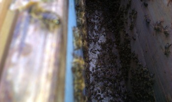 IMAG0222.jpg