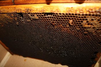IMG_0761mic.jpg