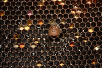 IMG_0764mic.jpg