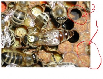 queen1.jpg